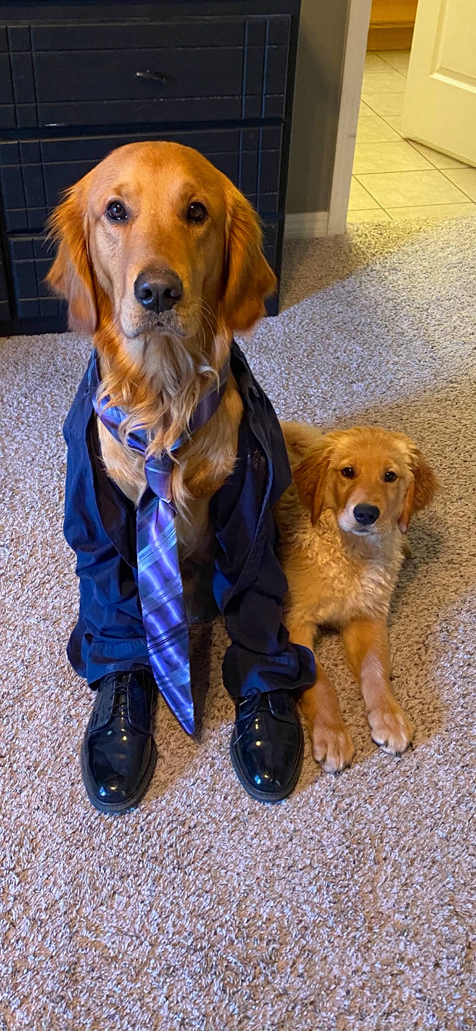 Russell joined the competition — help win amazing prizes! canidae, carnivore, companion_dog, dog, dog_breed, fawn, flat_coated_retriever, golden_retriever, labrador_retriever, mammal, puppy, rare_breed_dog, retriever, sporting_group, vertebrate, whiskers, working_dog