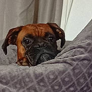 Venitia participe au concours pour gagner de l'argent avec cette photo : animal, black, blanket, brown, canine, comfort, cozy, curtain, dog, ears, expression, face, fur, home, indoor, pet, portrait, relaxed, resting, snout