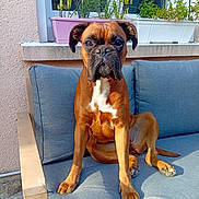 Venitia participe au concours pour gagner de l'argent avec cette photo : dog, boxer, pet, animal, canine, sofa, cushion, outdoor, window, plant, potted_plant, furniture, sunlight, brown, white_markings, paw, face, ears, nose, tongue