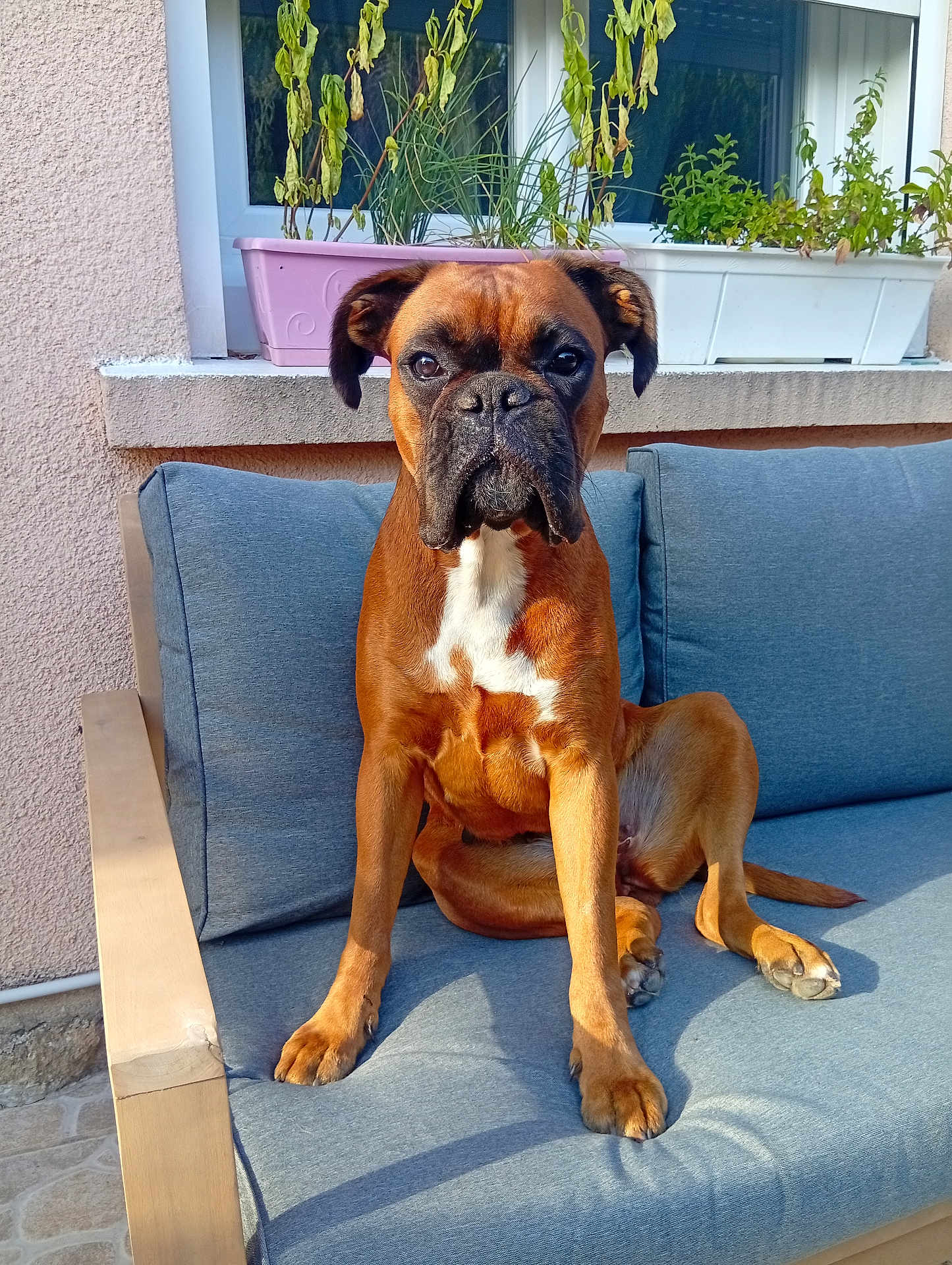 Venitia participe au concours pour gagner de l'argent avec cette photo : dog, boxer, pet, animal, canine, sofa, cushion, outdoor, window, plant, potted_plant, furniture, sunlight, brown, white_markings, paw, face, ears, nose, tongue
