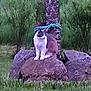animal, bushes, calm, cat, daytime, environment, feline, grass, greenery, landscape, nature, outdoor, pet, quiet, resting, rock, rope, sitting, tree, wildlife