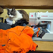 Grizou a rejoint le concours — aidez-le/la à gagner de superbes lots ! background_wall, cat, clothes, cozy, craft, domestic, fabric, gray_cat, household, indoor, orange_garment, pet, pile_of_clothes, relaxed, sewing_machine, table, textile, thread, white_cat, wooden_ceiling