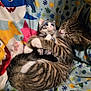 Theodore is registered to the contest to win money with this photo: cat, kitten, tabby, plush_toy, stuffed_animal, blanket, stripes, sleeping, paws, whiskers, cozy, cuddling, fabric, colorful_pattern, toy, bed, nap, pet, portrait, closeup