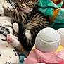 kitten, cat, sleeping_kitten, paw, paw_pads, blanket, soft_blanket, toy, plush_toy, balls, collar, bell, striped_fur, cozy, nap, indoor, pink, teal, white, patterned_fabric