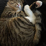 Theodore joined the competition — help win amazing prizes! cat, tabby, paw, sleeping, curled_up, whiskers, pink_nose, fur, pet, indoor, cozy, close_up, portrait, bedding, paw_pads, tail, relaxed, nap, stripes, domestic_cat