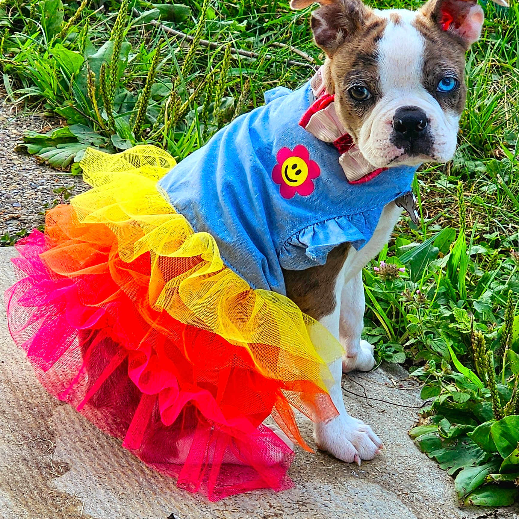 Zola is registered to the contest to win money with this photo: animal, bostonbull, boxer, bulldog, canine, clothing, coat, costume, dog, dress, flower, frenchbulldog, grass, leaf, person, pet, pitbull, plant, pottedplant, puppy