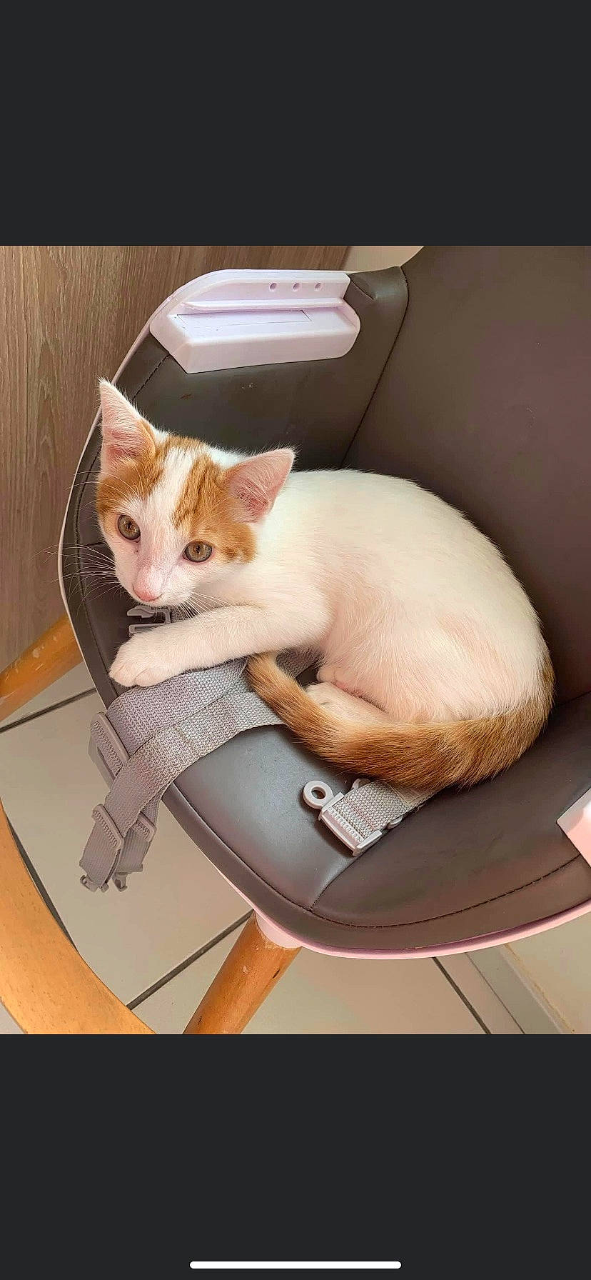 Tigrou a rejoint le concours — aidez-le/la à gagner de superbes lots ! box, carnivore, cat, cat_supply, comfort, domestic_short_haired_cat, fawn, felidae, fur, linens, paper_product, paw, pet_supply, photo_caption, rectangle, room, sitting, small_to_medium_sized_cats, tail, whiskers