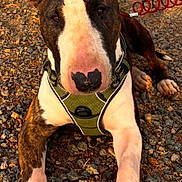 Andy participe au concours pour gagner de l'argent avec cette photo : bull_terrier, dog, pet, outdoor, gravel, harness, leash, sunlight, paw, animal, canine, brown, white, black, close_up, resting, alert, daylight, nature, portrait