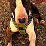 bull_terrier, dog, pet, outdoor, gravel, harness, leash, sunlight, paw, animal, canine, brown, white, black, close_up, resting, alert, daylight, nature, portrait