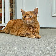 Buttercup joined the competition — help win amazing prizes! cat, orange_cat, tabby, animal, pet, outdoor, porch, concrete, door, white_door, resting, feline, whiskers, ears, fur, mammal, domestic_animal, quiet, relaxed, side_view