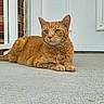 cat, orange_cat, tabby, animal, pet, outdoor, porch, concrete, door, white_door, resting, feline, whiskers, ears, fur, mammal, domestic_animal, quiet, relaxed, side_view