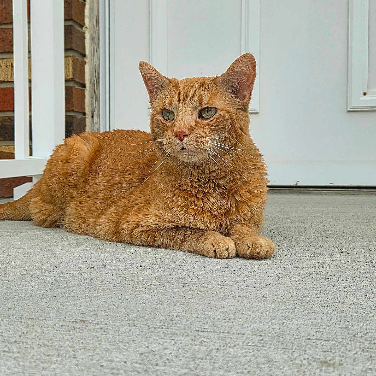 Buttercup