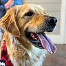 Charlie joined the competition — help win amazing prizes! animal, canine, closeup, dog, domestic_animal, ears, friendly, fur, golden_retriever, happy, indoor, leash, mouth_open, muzzle, pet, portrait, red_harness, side_view, smiling, tongue_out