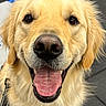 animal, canine, close_up, cute, dog, domestic_animal, ears, face, friendly, fur, golden_retriever, happy, indoor, leash, looking_at_camera, mammal, pet, portrait, smiling, tongue_out