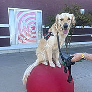 Charlie is registered to the contest to win money with this photo: balancing, building, concrete, daytime, dog, golden_retriever, happy, harness, leash, outdoor, person_hand, pet, purple_wall, red_ball, service_dog, sidewalk, spiral_design, tongue_out, tree, window
