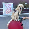 balancing, building, concrete, daytime, dog, golden_retriever, happy, harness, leash, outdoor, person_hand, pet, purple_wall, red_ball, service_dog, sidewalk, spiral_design, tongue_out, tree, window