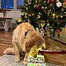 Charlie joined the competition — help win amazing prizes! celebration, christmas_tree, collar, cozy, curious, decor, dog, evening, festive, gift_box, golden_retriever, holiday_decorations, home, indoor, lights, ornaments, pet, present, rug, wooden_floor