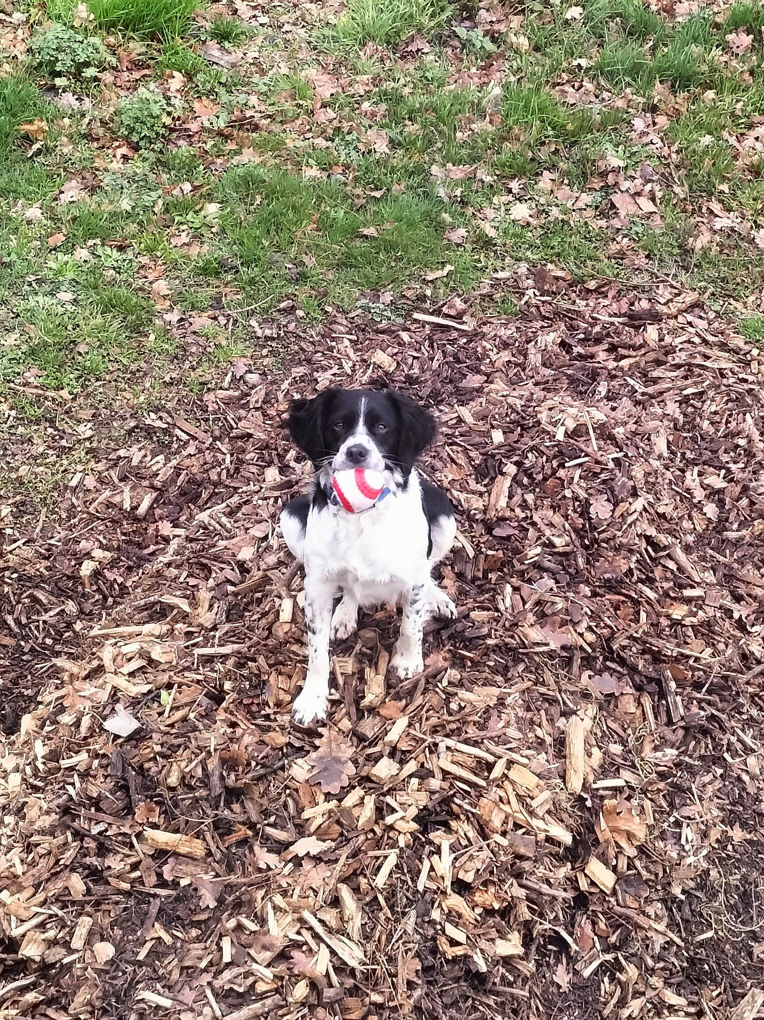 Simba participe au concours pour gagner de l'argent avec cette photo : carmine, carnivore, companion_dog, compost, dog, dog_breed, fawn, grass, groundcover, gun_dog, mammal, plant, shrub, soil, sporting_group, tail, tree, vertebrate, working_animal, working_dog