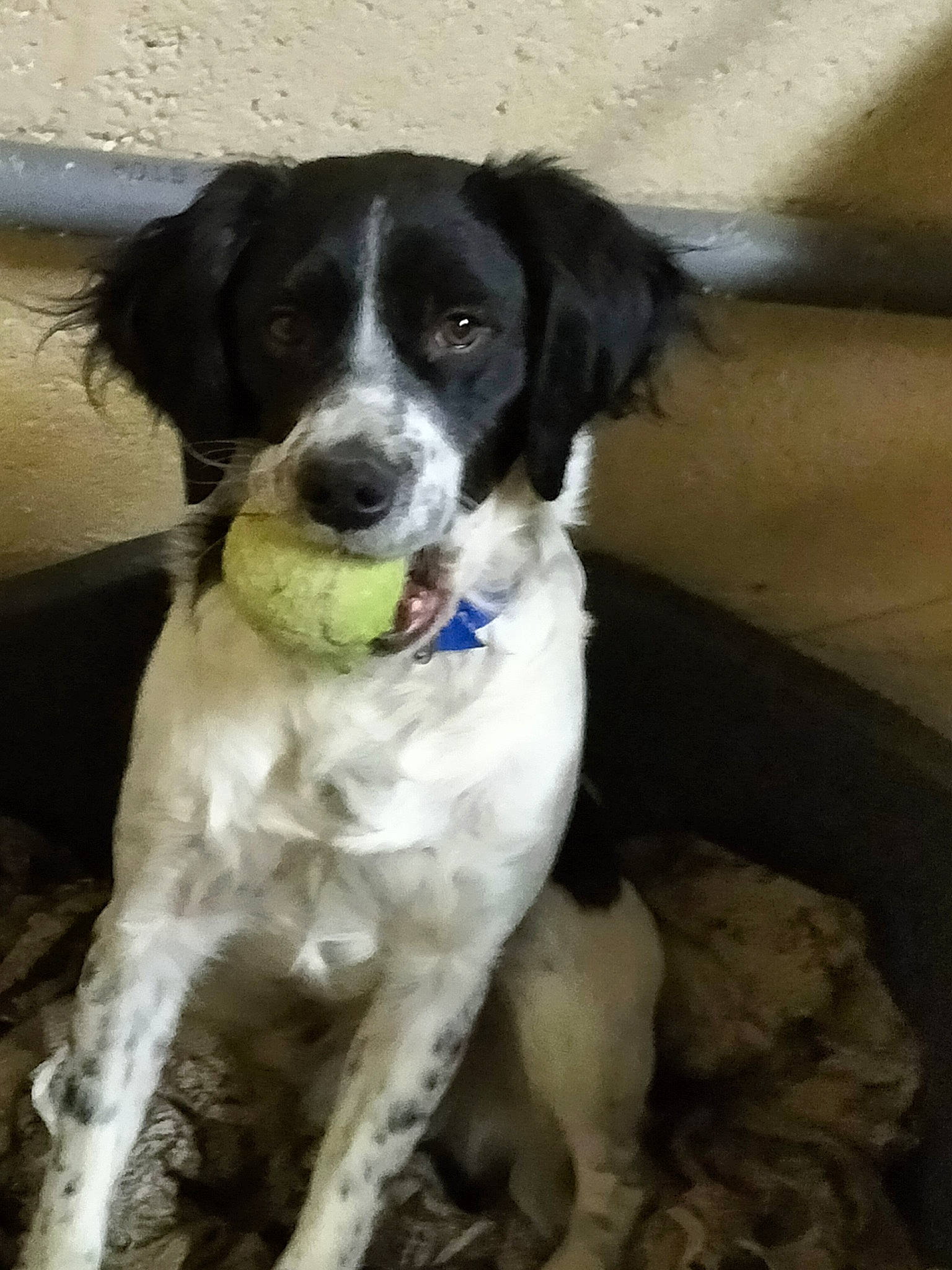 Simba participe au concours pour gagner de l'argent avec cette photo : canidae, carnivore, companion_dog, dog, dog_breed, fur, gun_dog, sporting_group, working_animal, working_dog