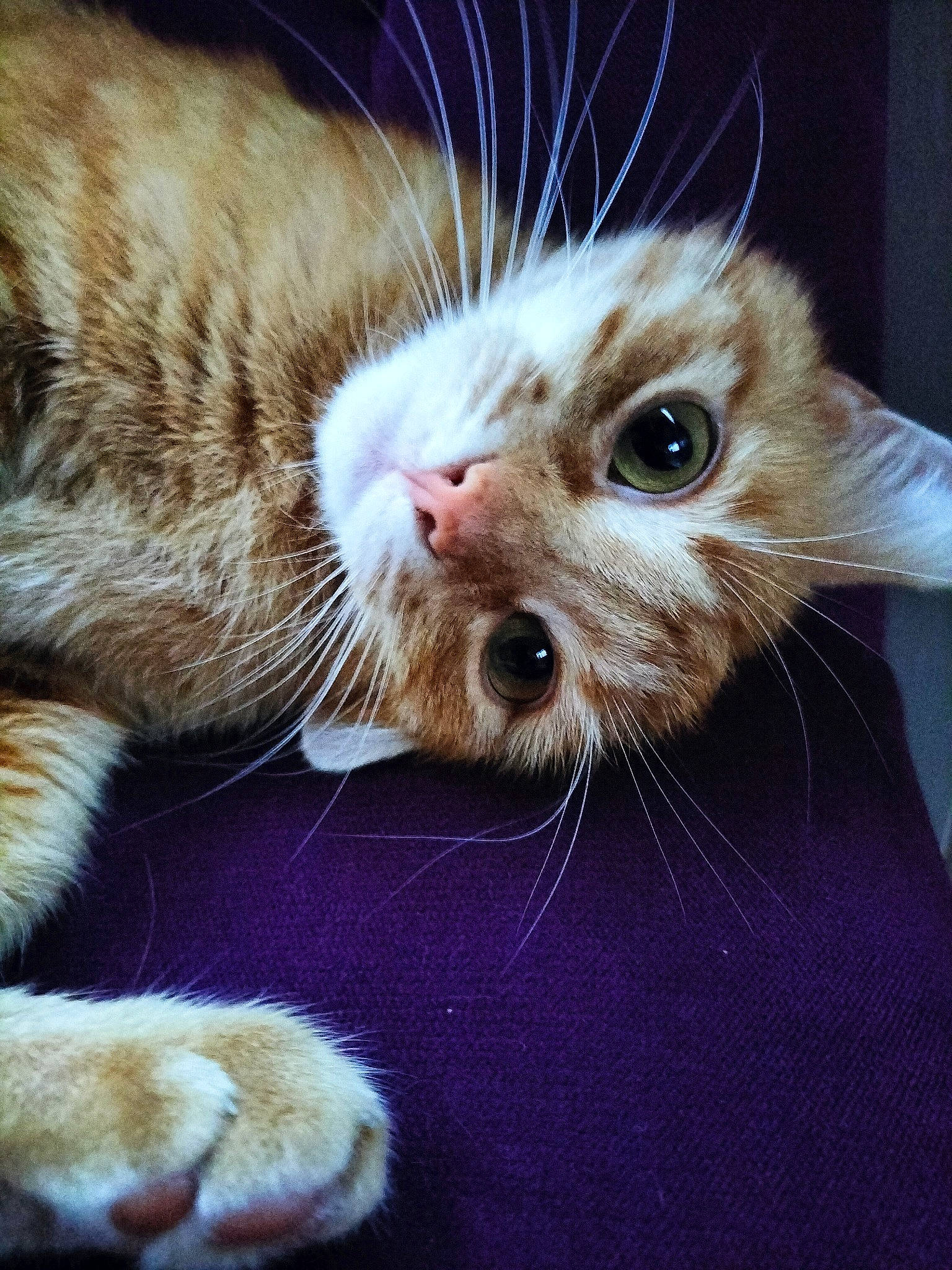 Nala participe au concours pour gagner de l'argent avec cette photo : carnivore, cat, claw, close_up, comfort, domestic_short_haired_cat, ear, fawn, felidae, fur, iris, nap, paw, sleep, small_to_medium_sized_cats, snout, whiskers