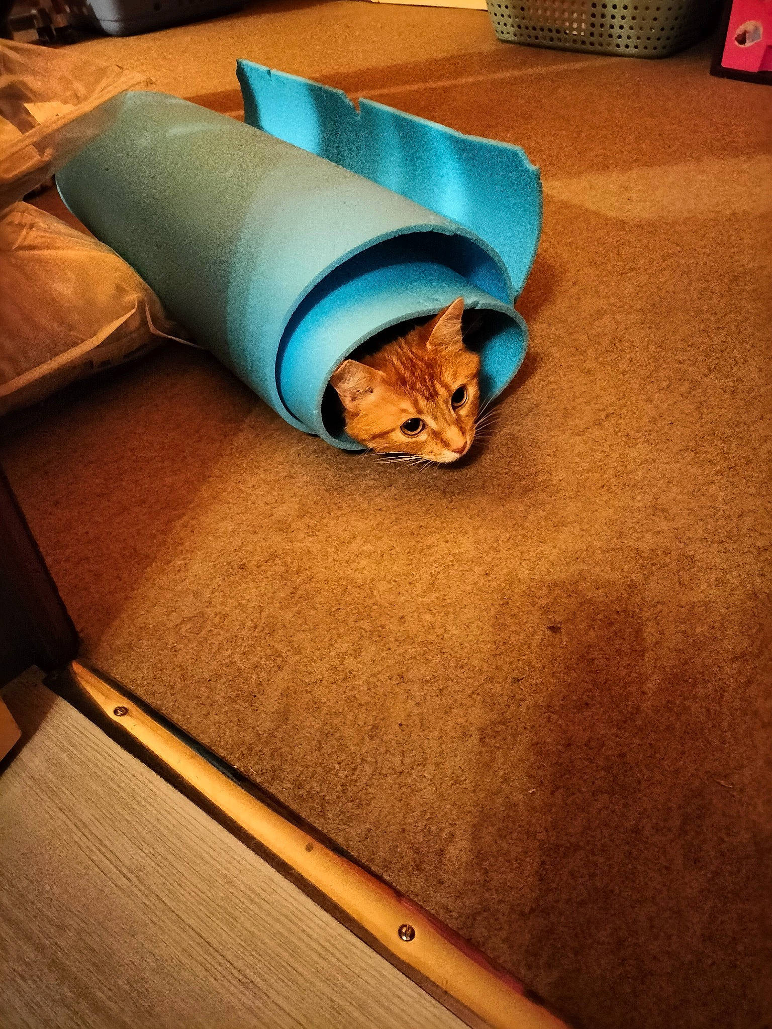 Nala a rejoint le concours — aidez-le/la à gagner de superbes lots ! carnivore, cat, cloud, comfort, companion_dog, couch, felidae, floor, flooring, hardwood, laminate_flooring, lighting, mammal, rectangle, small_to_medium_sized_cats, tail, tints_and_shades, vertebrate, whiskers, wood