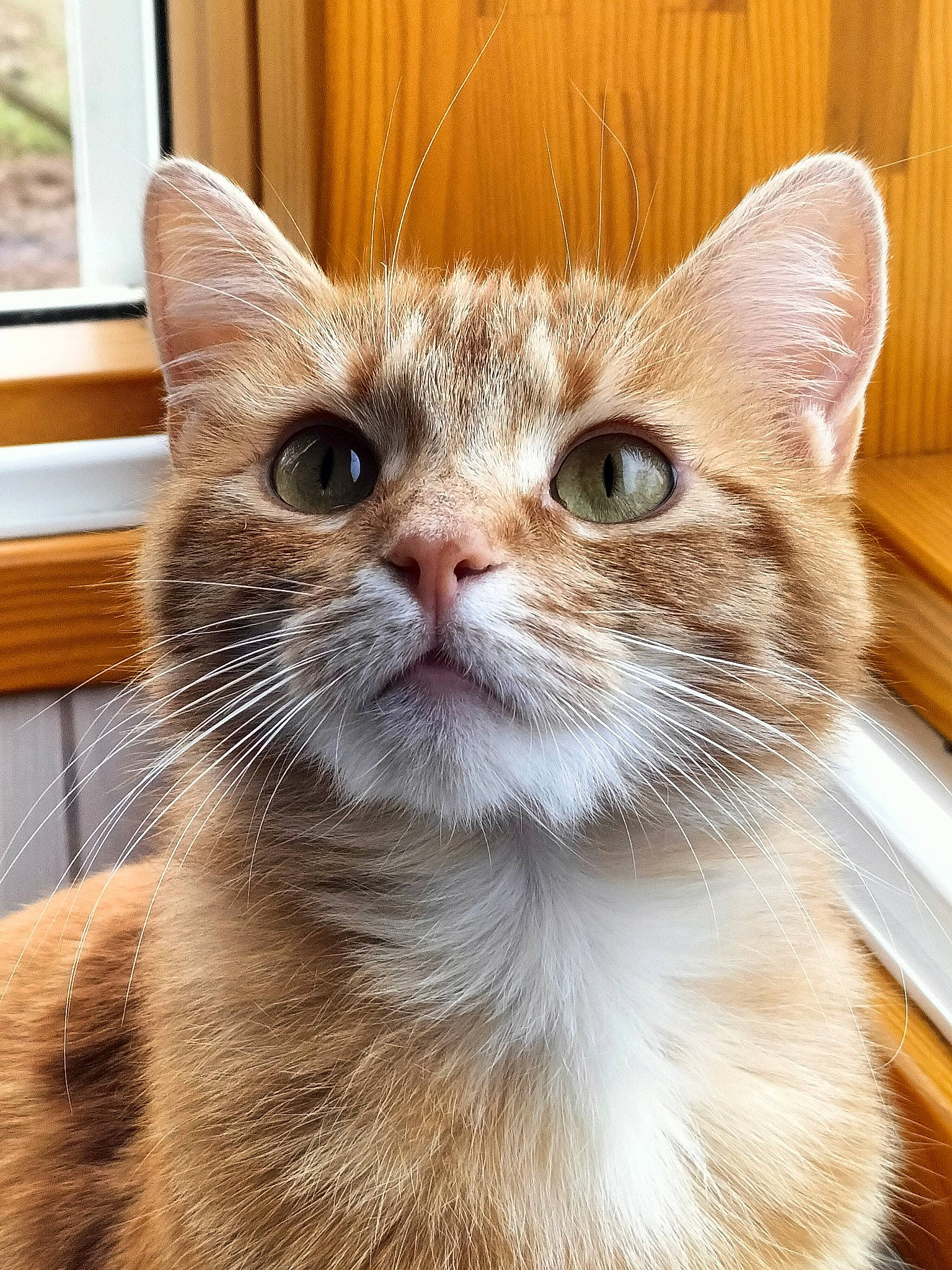 Nala participe au concours pour gagner de l'argent avec cette photo : box, carnivore, cat, close_up, domestic_short_haired_cat, ear, eye, fawn, felidae, fur, head, pet_supply, small_to_medium_sized_cats, snout, whiskers, window