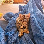 Anis a rejoint le concours — aidez-le/la à gagner de superbes lots ! animal, blue_blanket, cat, comfort, cozy, curious, cute, feline, fur, home, indoor, kitten, paws, pet, relaxing, soft_texture, stretching, tabby, whiskers, young_animal