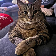 Skittles is registered to the contest to win money with this photo: cat, tabby_cat, animal, pet, indoor, sofa, couch, relaxing, paws, crossed_paws, person, man, bald, beard, phone, pillows, home, living_room, furniture, domestic
