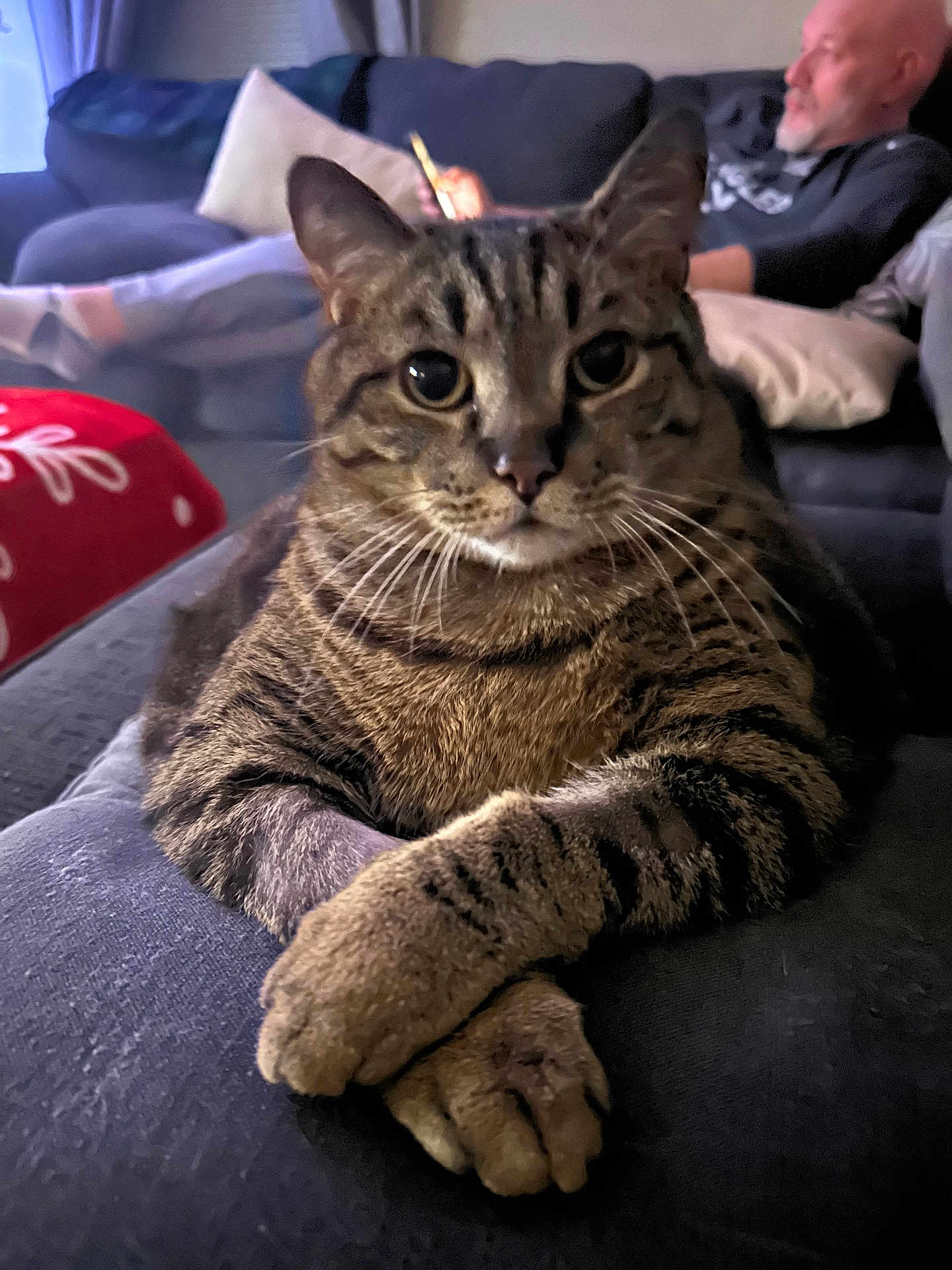 Skittles is registered to the contest to win money with this photo: cat, tabby_cat, animal, pet, indoor, sofa, couch, relaxing, paws, crossed_paws, person, man, bald, beard, phone, pillows, home, living_room, furniture, domestic