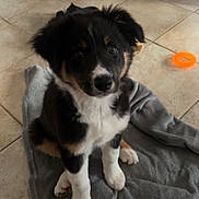 Vicky participe au concours pour gagner de l'argent avec cette photo : puppy, dog, pet, indoor, blanket, floor, tile, toy, animal, cute, fur, black, white, brown, ears, sitting, looking, young, companion, playful