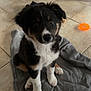 puppy, dog, pet, indoor, blanket, floor, tile, toy, animal, cute, fur, black, white, brown, ears, sitting, looking, young, companion, playful