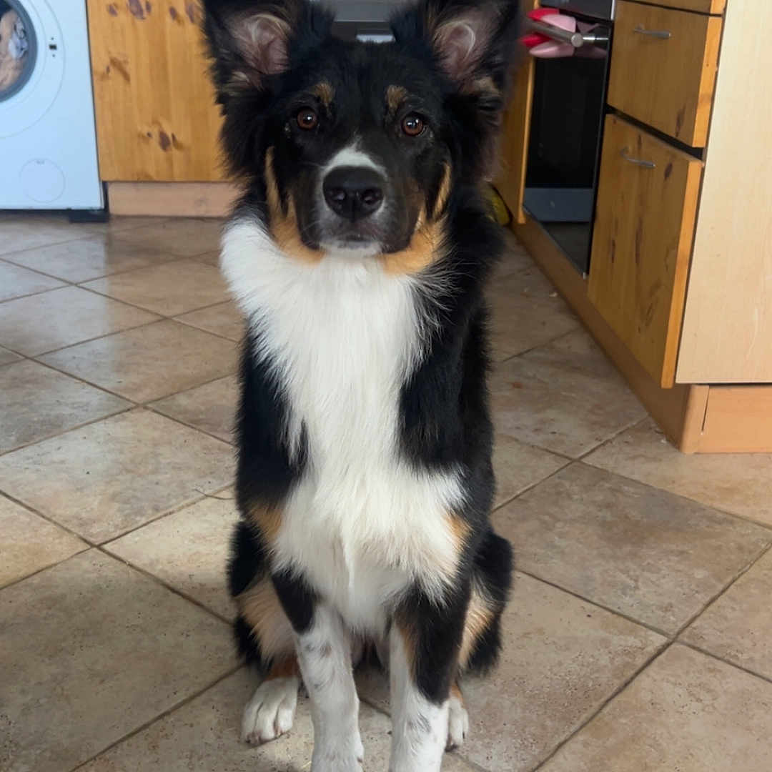 Vicky a rejoint le concours — aidez-le/la à gagner de superbes lots ! animal, appliance, black, brown, cabinet, curious, dog, ears, floor, fur, home, indoor, kitchen, looking, oven, pet, sitting, tile, washing_machine, white