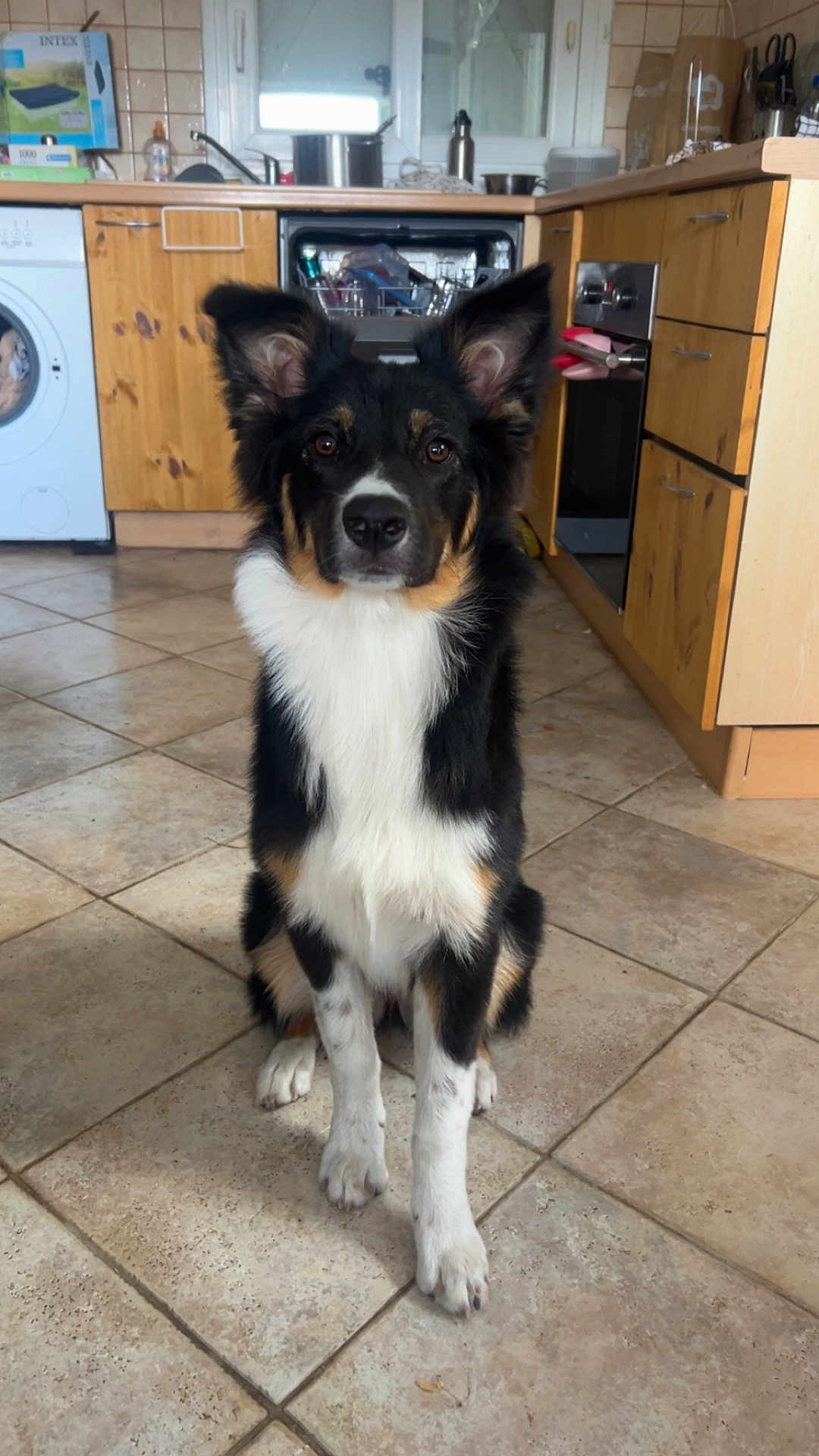 Vicky a rejoint le concours — aidez-le/la à gagner de superbes lots ! dog, kitchen, floor, tile, pet, animal, indoor, black, white, brown, ears, sitting, looking, cabinet, appliance, oven, washing_machine, home, curious, fur