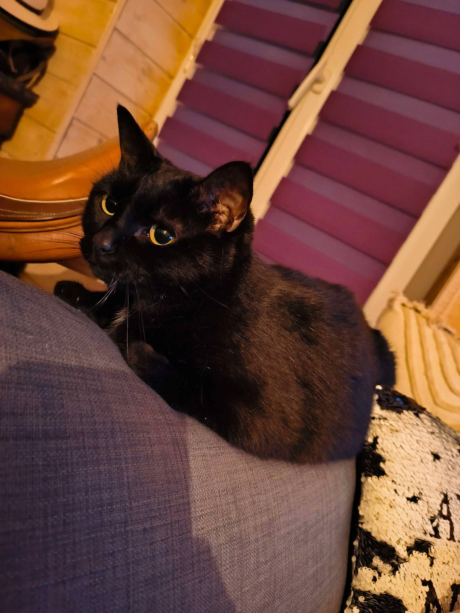 India participe au concours pour gagner de l'argent avec cette photo : black_cat, bombay, carnivore, cat, claw, comfort, domestic_short_haired_cat, felidae, fur, grey, havana_brown, small_to_medium_sized_cats, tail, terrestrial_animal, whiskers, wood