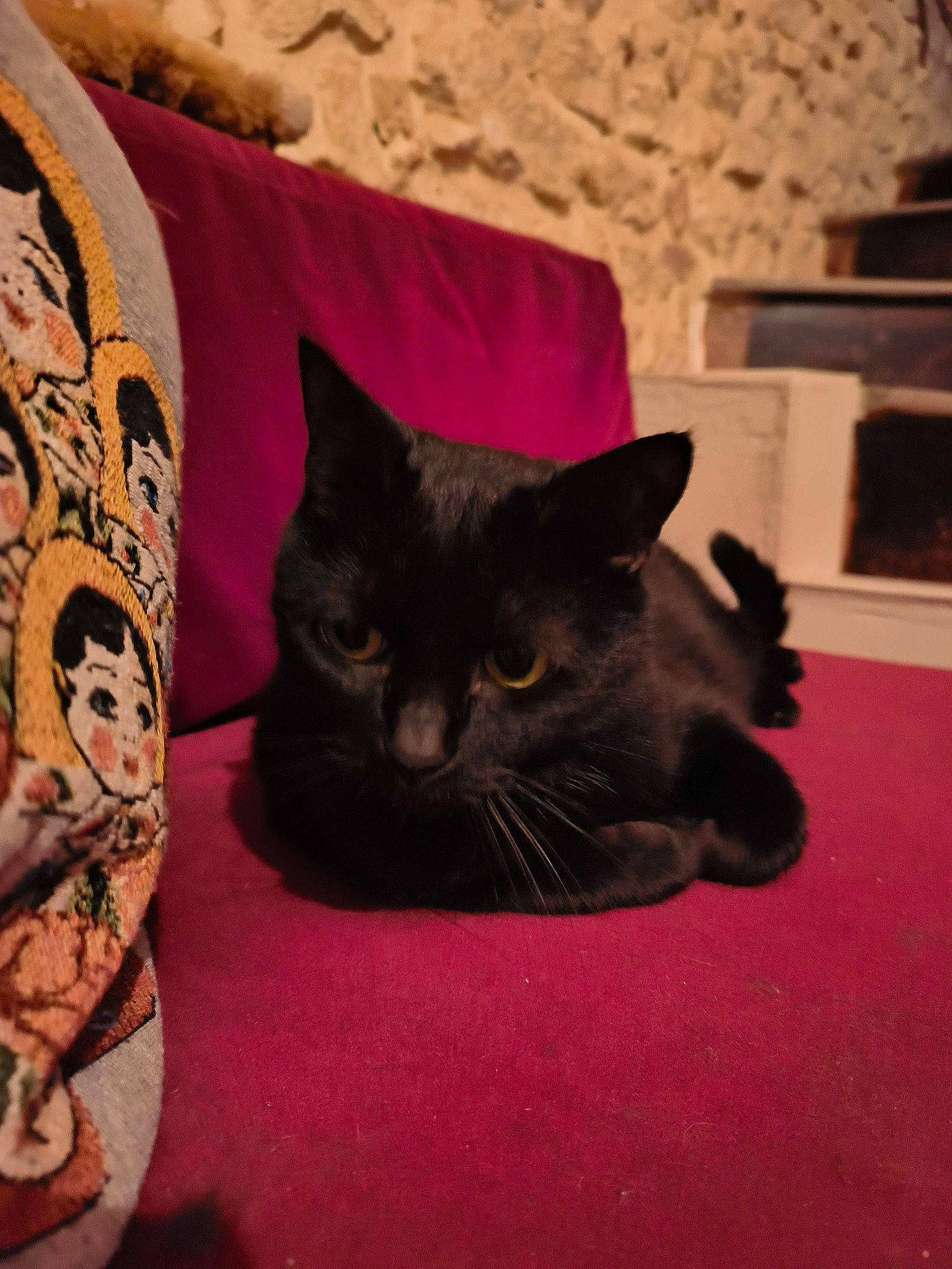 India a rejoint le concours — aidez-le/la à gagner de superbes lots ! black_cat, carmine, carnivore, cat, cat_supply, claw, comfort, domestic_short_haired_cat, felidae, flooring, fur, linens, paw, room, small_to_medium_sized_cats, snout, tail, throw_pillow, whiskers, wood