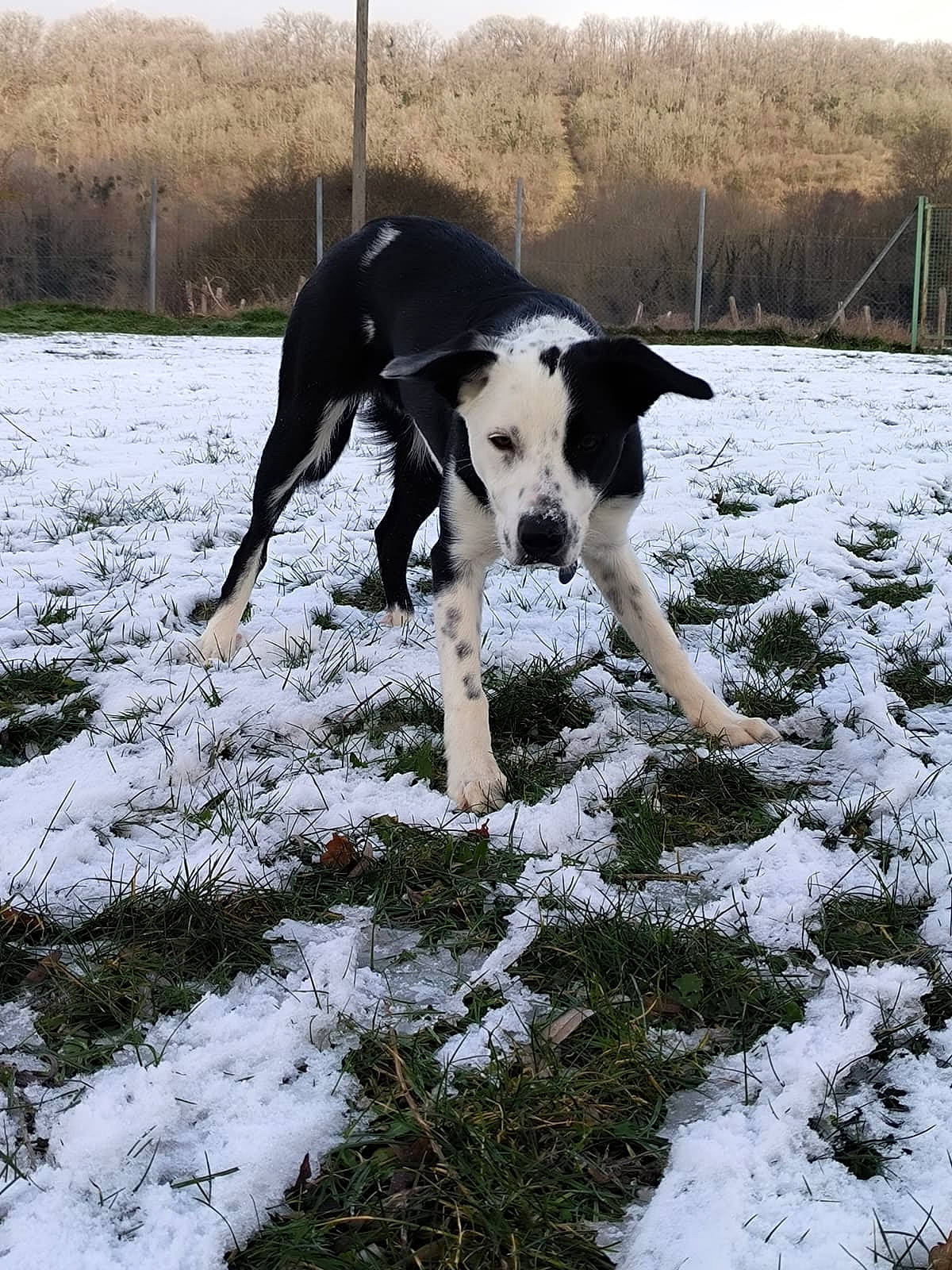Pinceau a rejoint le concours — aidez-le/la à gagner de superbes lots ! beaglier, carnivore, collar, companion_dog, dog, dog_breed, fence, freezing, grass, guard_dog, hunting_dog, non_sporting_group, plant, precipitation, snow, sporting_group, tail, winter, working_animal, working_dog