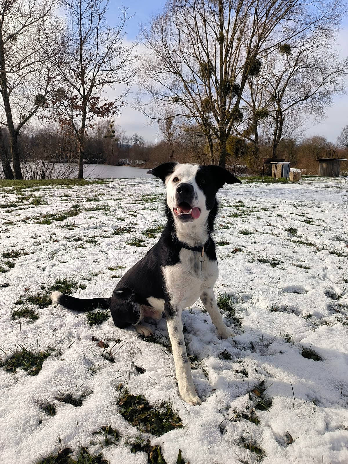 Pinceau a rejoint le concours — aidez-le/la à gagner de superbes lots ! canidae, carnivore, cloud, collar, companion_dog, dog, dog_breed, dog_collar, freezing, mcnab, plant, recreation, sky, snout, snow, sporting_group, tail, tree, walking, winter