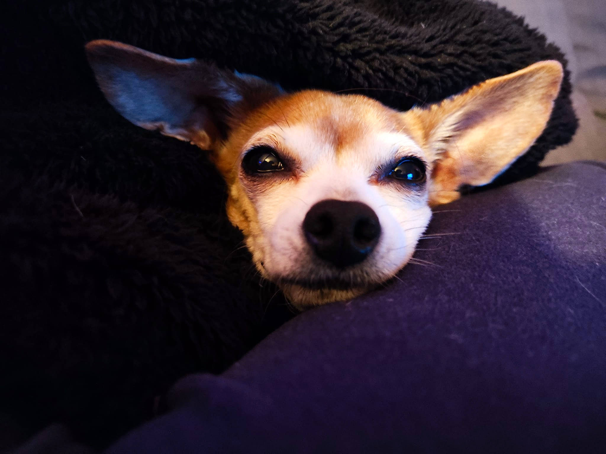 Lady a rejoint le concours — aidez-le/la à gagner de superbes lots ! canidae, carnivore, companion_dog, corgi_chihuahua, dog, dog_breed, ear, fawn, fur, non_sporting_group, snout, sporting_group, terrestrial_animal, toy_dog, whiskers, working_animal