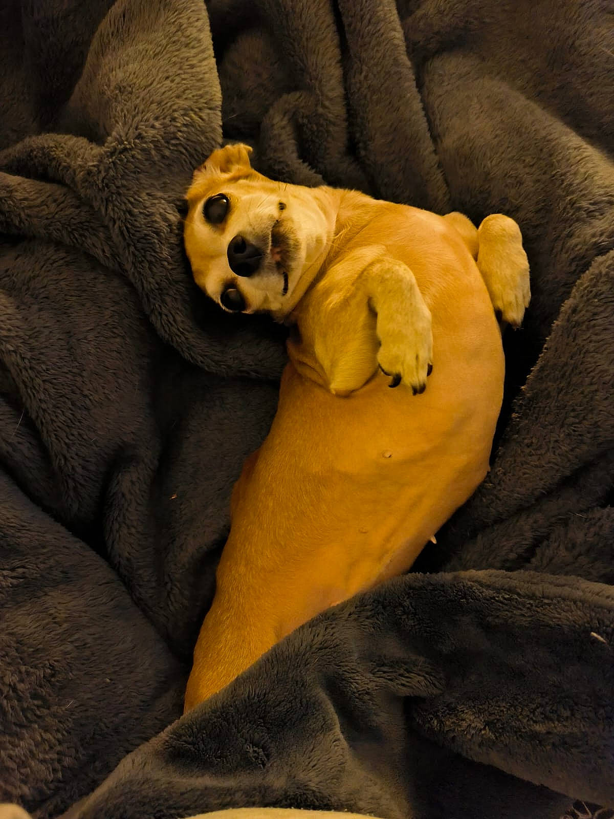 Lady participe au concours pour gagner de l'argent avec cette photo : canidae, carnivore, comfort, companion_dog, couch, dog, dog_breed, fawn, fur, linens, nap, non_sporting_group, paw, sleep, snout, sporting_group, tail, terrestrial_animal, working_animal