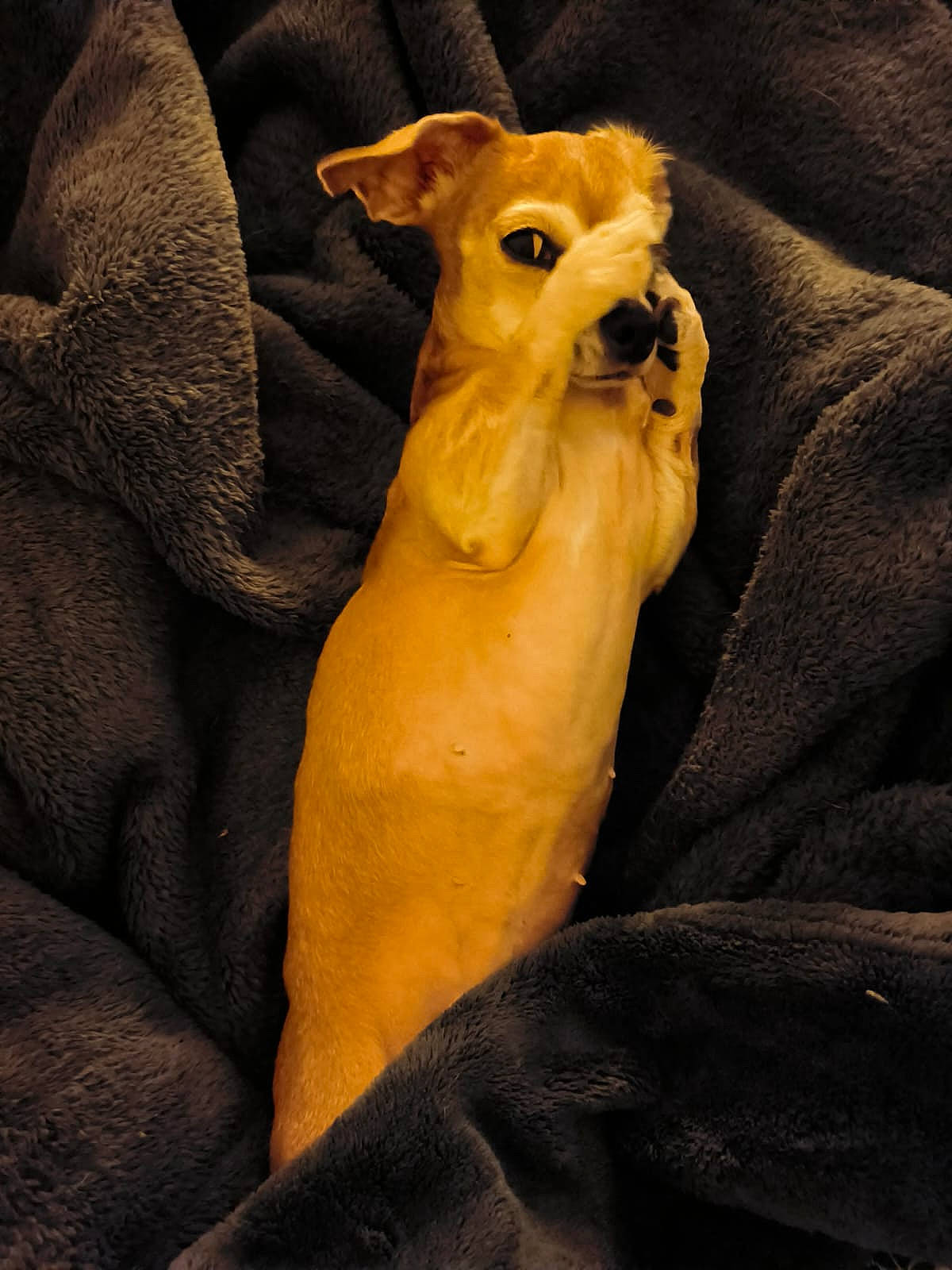 Lady participe au concours pour gagner de l'argent avec cette photo : canidae, carnivore, chihuahua, collar, comfort, companion_dog, dog, dog_breed, dog_clothes, dog_collar, dog_supply, ear, fawn, fur, paw, snout, sporting_group, toy_dog, whiskers, working_animal