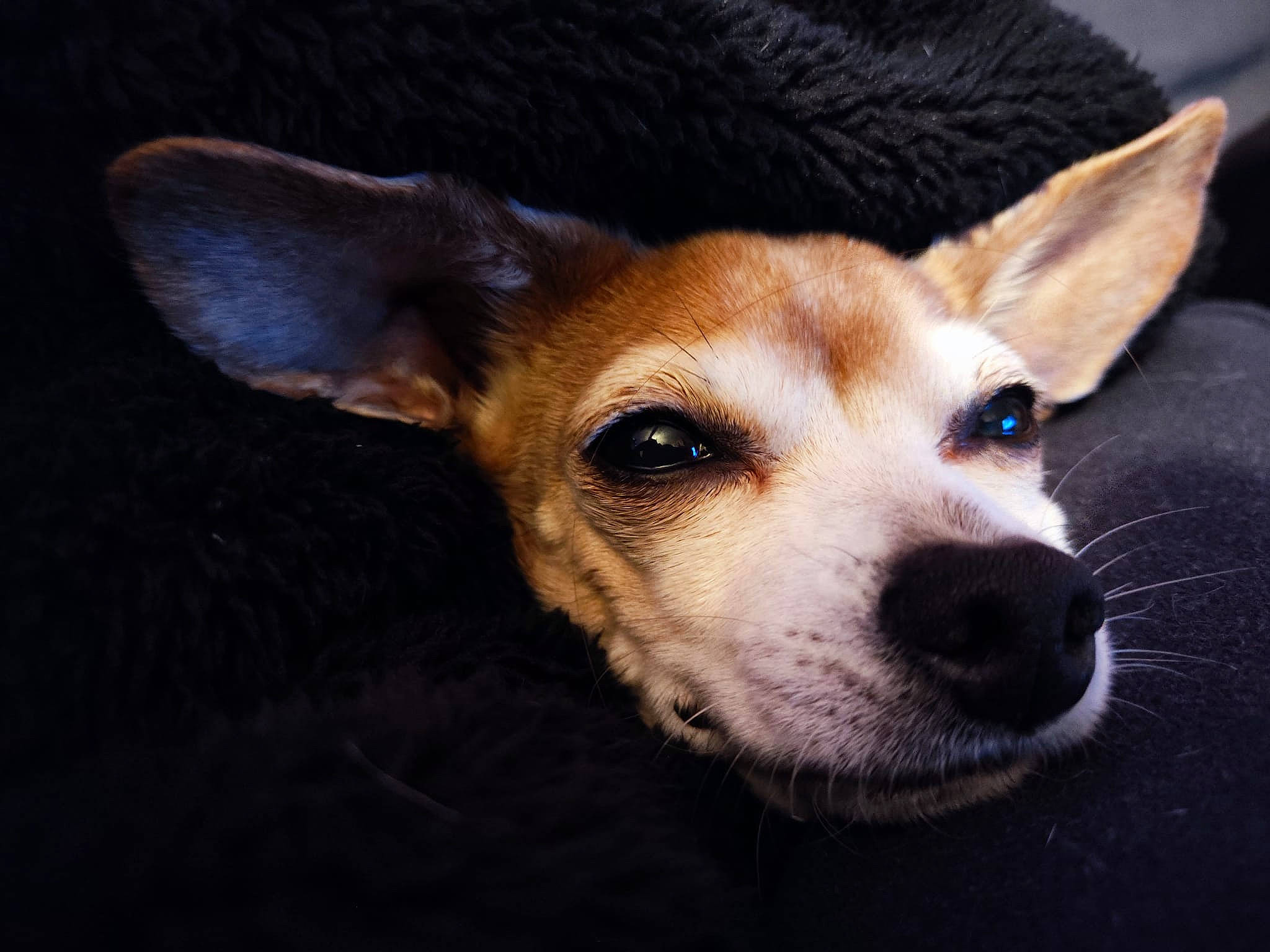 Lady participe au concours pour gagner de l'argent avec cette photo : canidae, carnivore, companion_dog, dog, dog_breed, door, ear, fawn, fur, snout, sporting_group, terrestrial_animal, whiskers, working_animal