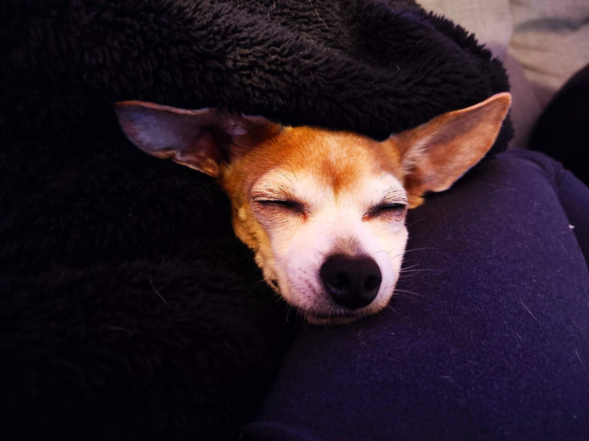 Lady participe au concours pour gagner de l'argent avec cette photo : canidae, carnivore, companion_dog, dog, dog_breed, fur, non_sporting_group, paw, snout, sporting_group, terrestrial_animal, whiskers, working_animal