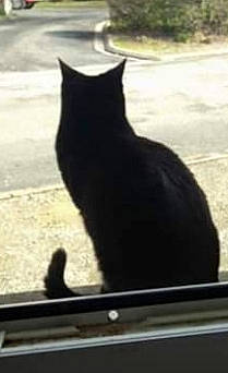 Caline participe au concours pour gagner de l'argent avec cette photo : black_cat, bombay, carnivore, cat, domestic_short_haired_cat, felidae, fur, polydactyl_cat, shadow, small_to_medium_sized_cats, tail, whiskers