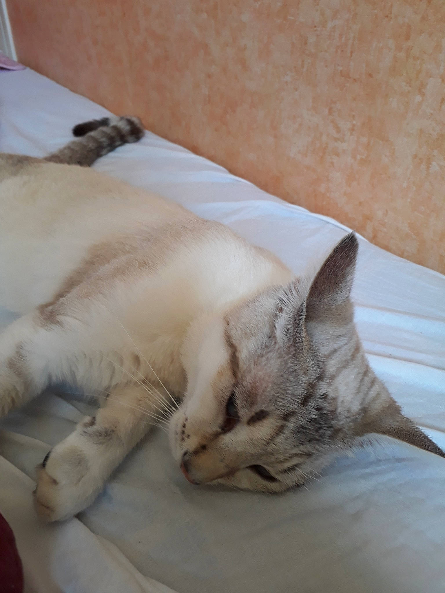 Oscar a rejoint le concours — aidez-le/la à gagner de superbes lots ! aegean_cat, asian, balinese, burmilla, carnivore, cat, colorpoint_shorthair, comfort, european_shorthair, fawn, felidae, fur, mammal, nap, paw, singapura, sleep, small_to_medium_sized_cats, tail, whiskers