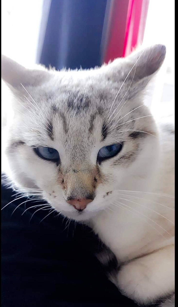 Oscar a rejoint le concours — aidez-le/la à gagner de superbes lots ! aegean_cat, american_shorthair, american_wirehair, asian, burmilla, carnivore, cat, close_up, domestic_short_haired_cat, european_shorthair, eye, felidae, head, kitten, mammal, nose, small_to_medium_sized_cats, snout, vertebrate, whiskers