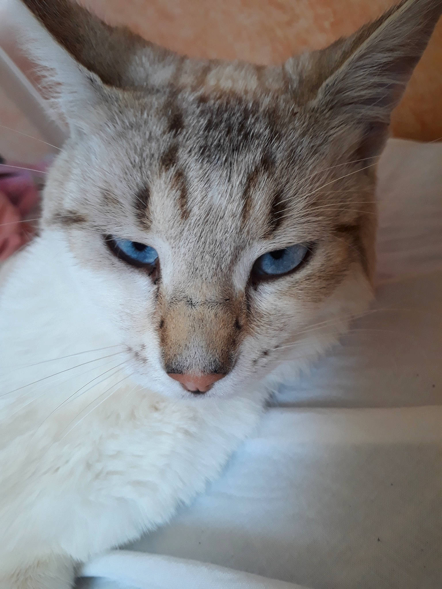 Oscar participe au concours pour gagner de l'argent avec cette photo : aegean_cat, arabian_mau, asian, burmilla, carnivore, cat, domestic_short_haired_cat, european_shorthair, eye, felidae, kitten, mammal, nose, oriental_longhair, singapura, small_to_medium_sized_cats, snout, tabby_cat, vertebrate, whiskers