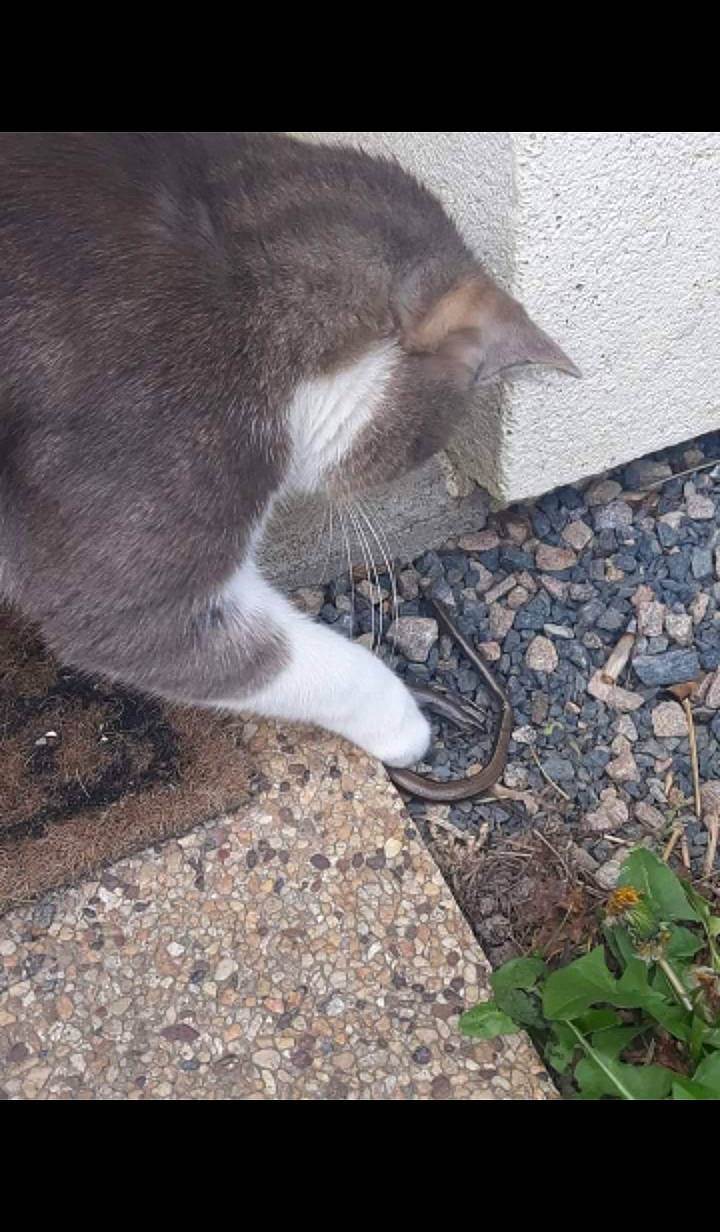 Kiwi a rejoint le concours — aidez-le/la à gagner de superbes lots ! carnivore, cat, domestic_short_haired_cat, felidae, small_to_medium_sized_cats, snout, tail, whiskers