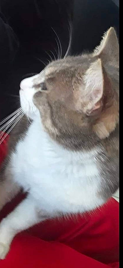 Kiwi a rejoint le concours — aidez-le/la à gagner de superbes lots ! aegean_cat, asian, carnivore, cat, domestic_short_haired_cat, ear, felidae, fur, kitten, mammal, munchkin, polydactyl_cat, ragdoll, small_to_medium_sized_cats, snout, whiskers