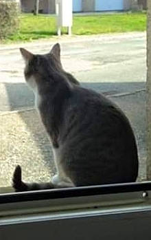 Kiwi participe au concours pour gagner de l'argent avec cette photo : carnivore, cat, domestic_short_haired_cat, european_shorthair, felidae, kitten, korat, polydactyl_cat, russian_blue, small_to_medium_sized_cats, tabby_cat, tail, whiskers, window