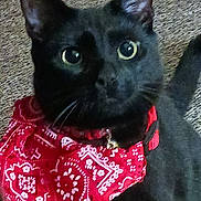 Morty is registered to the contest to win money with this photo: cat, black_cat, bandana, red_bandana, pet, animal, close_up, indoor, carpet, fur, whiskers, ears, eyes, collar, domestic_animal, cute, feline, portrait, looking, face